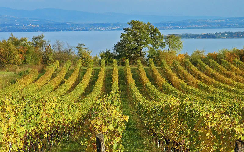 Tìm Hiểu Về Vùng Rượu Vang Lombardy